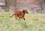 SETTER IRLANDAIS 238